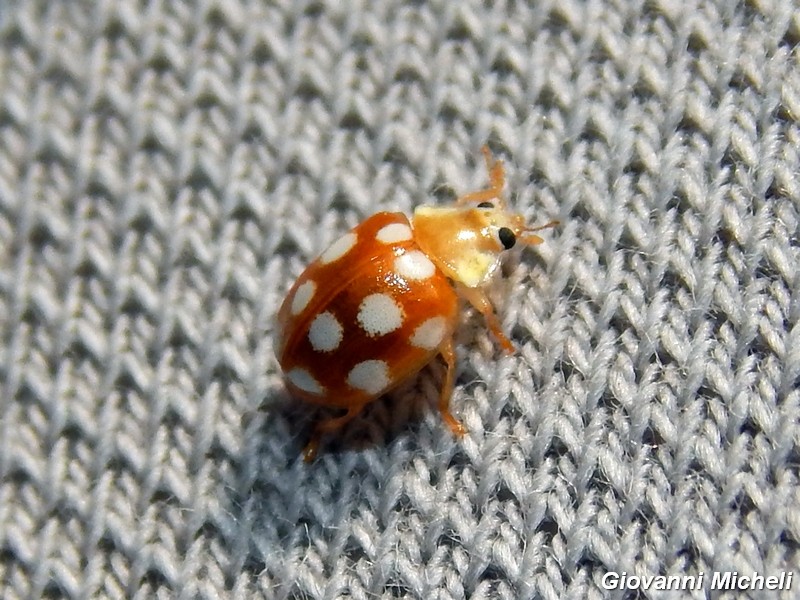 Vibidia duodecimguttata, Coccinellidae